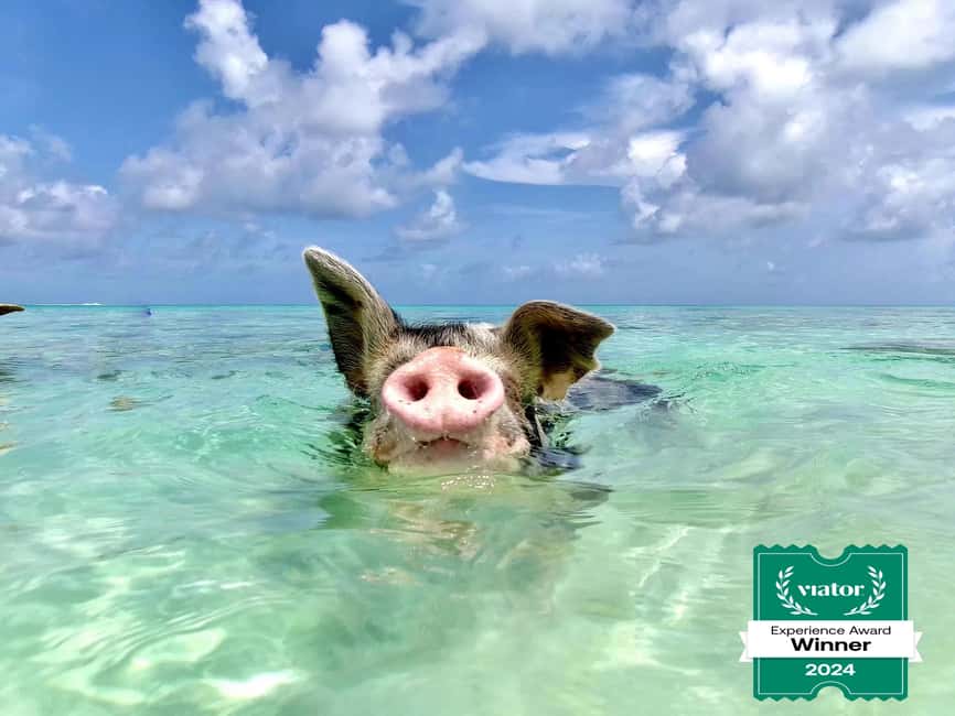 Nassau: Swimming Pigs and Private Beach Club Trip with Lunch - Key points to know before you book