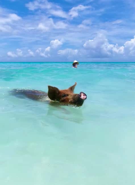 Nassau: Swimming Pigs and Private Beach Club Trip with Lunch - Pickup, drop-off, and the one serious caution