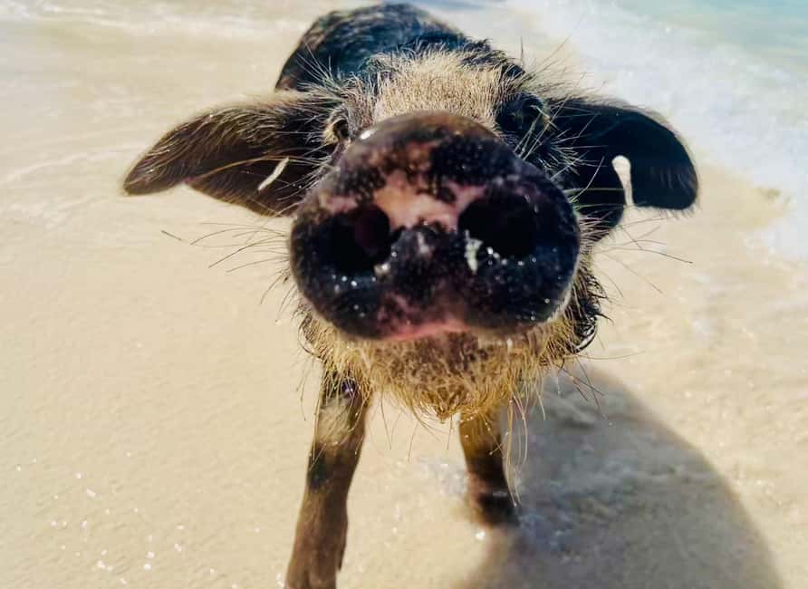 Nassau: Swimming Pigs and Private Beach Club Trip with Lunch - Is $139 a good value?