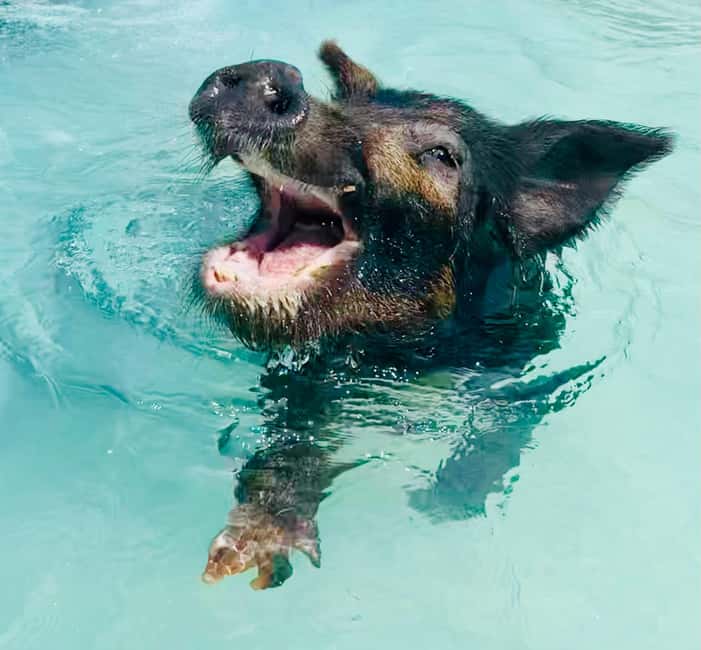 Nassau: Swimming Pigs and Private Beach Club Trip with Lunch - Who should book this Rose Island trip?