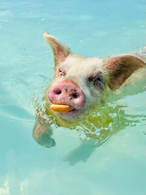 Nassau: Swimming Pigs and Private Beach Club Trip with Lunch - The 30-minute cruise from Nassau