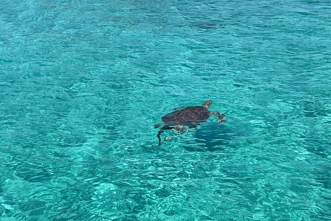 Nassau: Swimming Pigs And Snorkel With Turtles - Key points to know before you book
