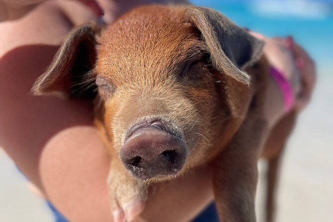 Nassau: Swimming Pigs And Snorkel With Turtles - Green Cay: a calm start with turtles and reef fish