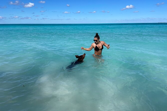 Nassau: Swimming Pigs And Snorkel With Turtles - Price and value at $140 per person
