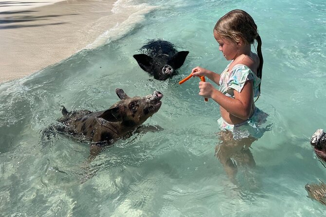 Nassau: Swimming Pigs And Snorkel With Turtles - Rose Island: the pig encounter everyone remembers