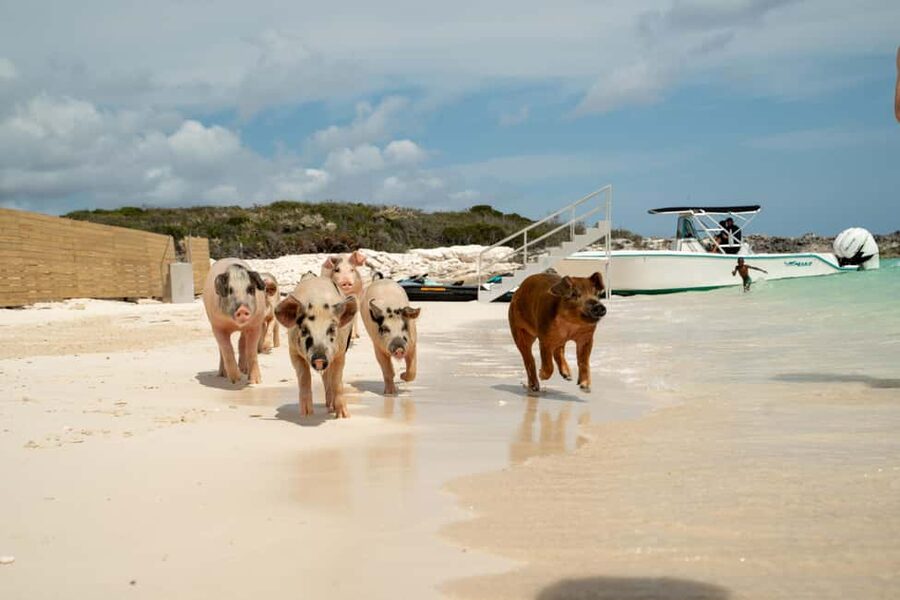 Nassau: Swimming Pigs, Snorkeling, Lunch, & Beach Boat Tour - Who will enjoy this tour most