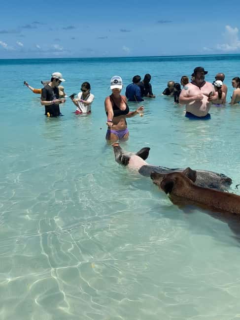Nassau: Swimming with Pigs, Snorkeling, and Sightseeing Tour - Key points to know before you book
