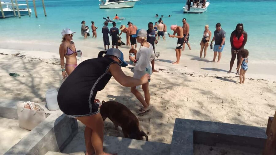 Nassau: Swimming with Pigs, Snorkeling, and Sightseeing Tour - Snorkeling over coral reefs and watching marine life