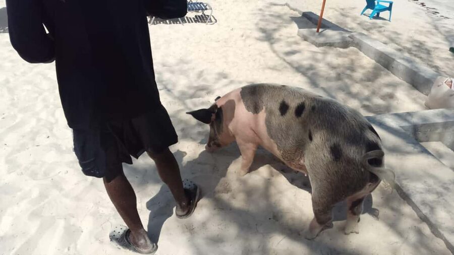 Nassau: Swimming with Pigs, Snorkeling, and Sightseeing Tour - Paradise Island, Pearl Island, and the open-water views