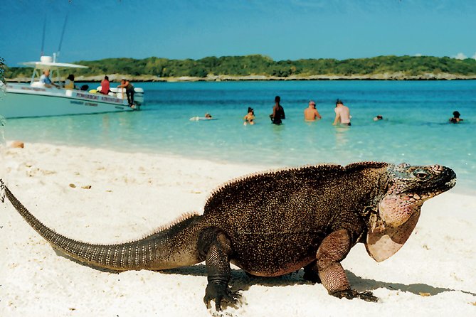 Original Exuma Powerboat Adventures - Stingrays, sharks, swimming pigs, and the shark presentation