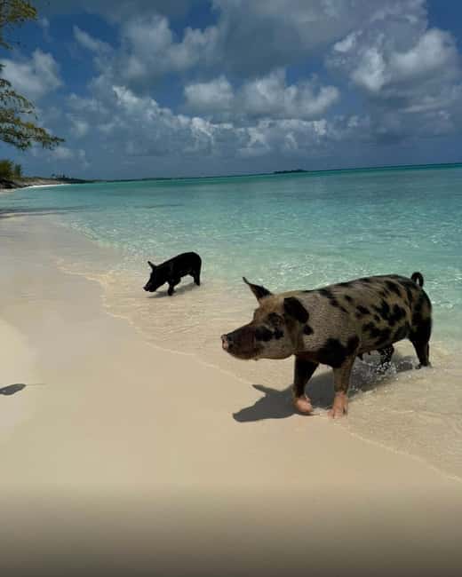 Paradise Found In Hog Haven: Ultimate Beach Escape - Who will enjoy this outing most?