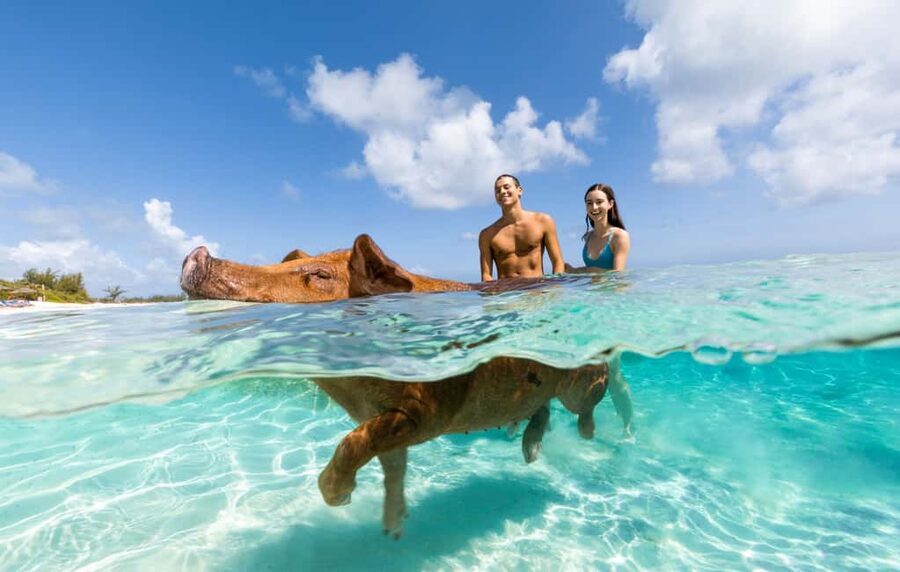 Paradise Island: Rose Island Tour with Swimming Pigs & Lunch - Snorkeling for Beginners and Families