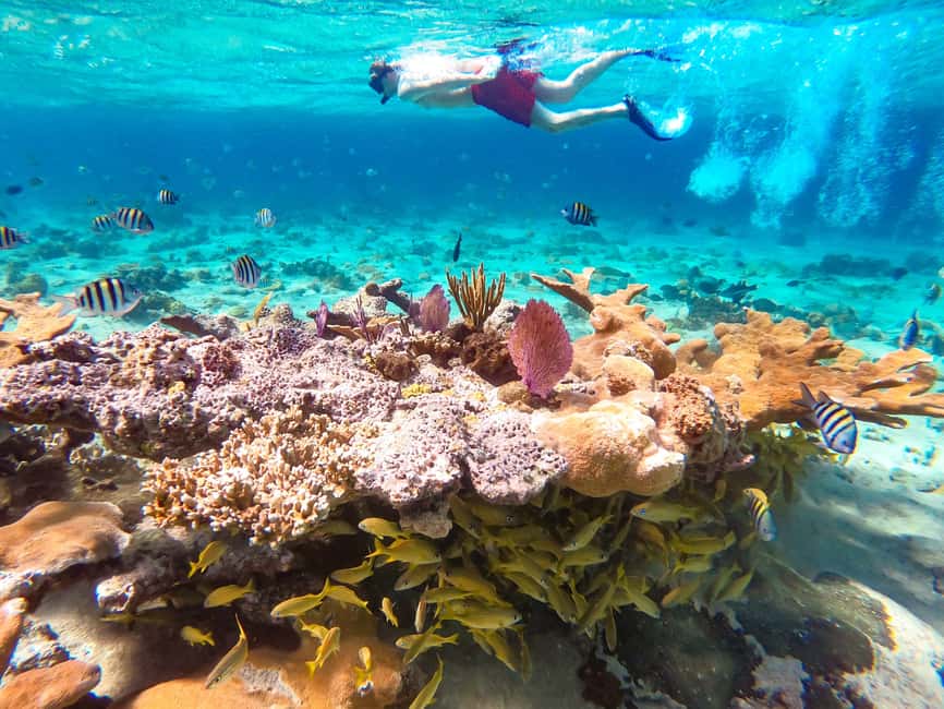 Pearl Island Beach: Full-day Snorkelling with Lunch - Starting at the Paradise Island ferry terminal