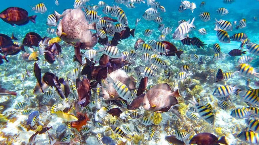 Pearl Island Beach: Full-day Snorkelling with Lunch - Snorkeling over coral reefs