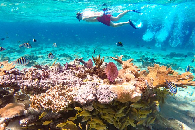 Pearl Island Ocean View Cabana from Nassau - Snorkeling the protected reef