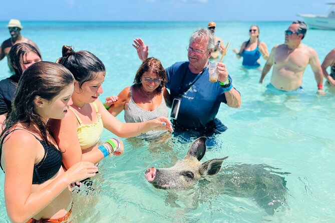Perfect Day Swimming Pigs, Turtles, Reef Snorkel & Lunch - Feeding the pigs, with a bit of honest expectation setting
