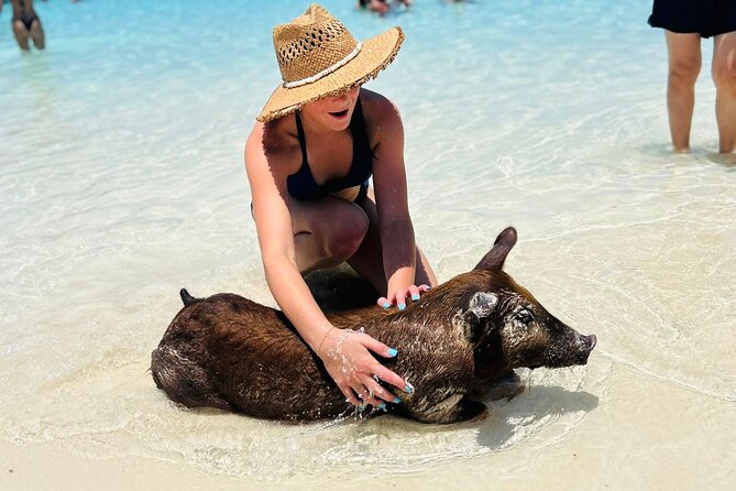 Perfect Day Swimming Pigs, Turtles, Reef Snorkel & Lunch - The crew, boat setup, and physical demands