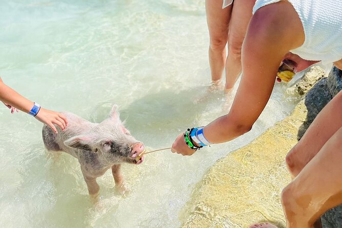 Perfect Day Swimming Pigs, Turtles, Reef Snorkel & Lunch - Who should book this experience