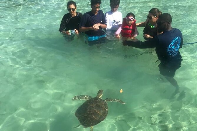 Pink Sand Beach and Swimming Pigs Adventure from Nassau - Lunch and golf carts on Harbour Island