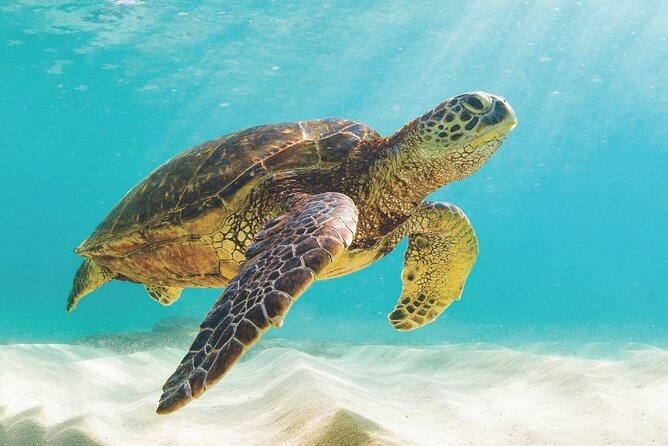 Powerboat and Snorkel Experience with Swimming Pigs and Turtles - A fast start from Paradise Island