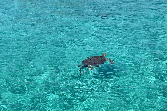 Private Boat Swim and Snorkel Adventure to Rose Island - Who will get the most from this Rose Island charter