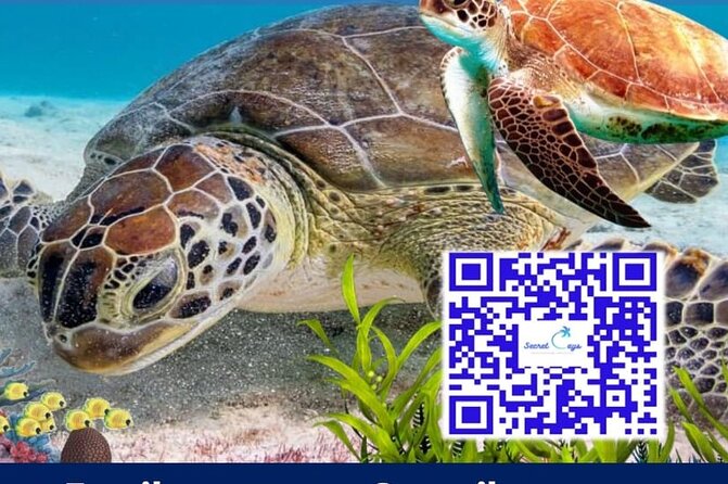 Private Charter for snorkeling, swimming pigs, turtles & fishing.... - Choosing between snorkeling, turtles, pigs, and fishing