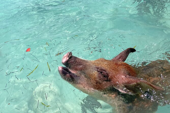 Private Eleuthera Island: Swim With Pigs, Turtles & Stingrays - Key points at a glance
