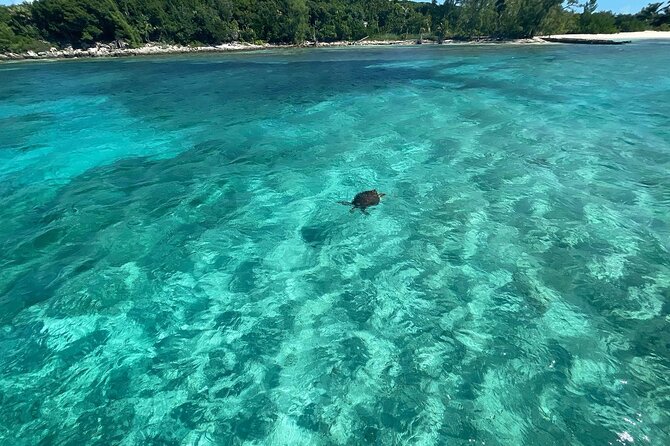 Private Eleuthera Island: Swim With Pigs, Turtles & Stingrays - Pig Beach and the playful first stop