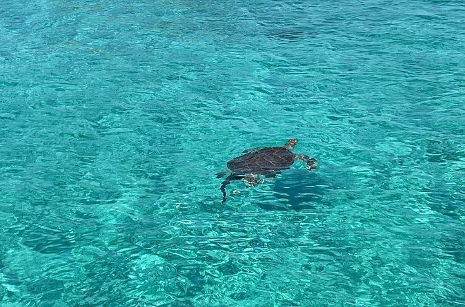 Private Eleuthera Island: Swim With Pigs, Turtles & Stingrays - Who gets the best value from $8,500