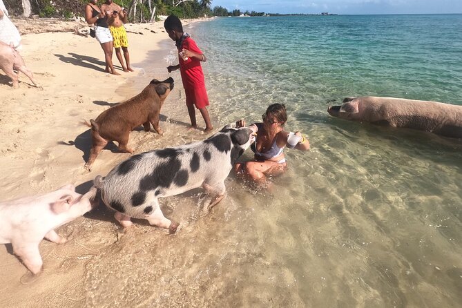 Private GroupTour Pigs/Turtles/Snorkeling/Lunch/Pickup/Dropoff - What the $2,499 group price really means