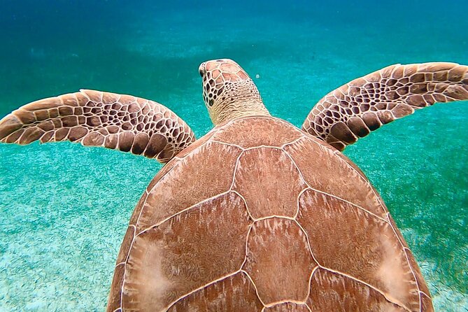 Private Rose Island, Swimming Pigs, Snorkeling and Turtles - What the $925 price really buys