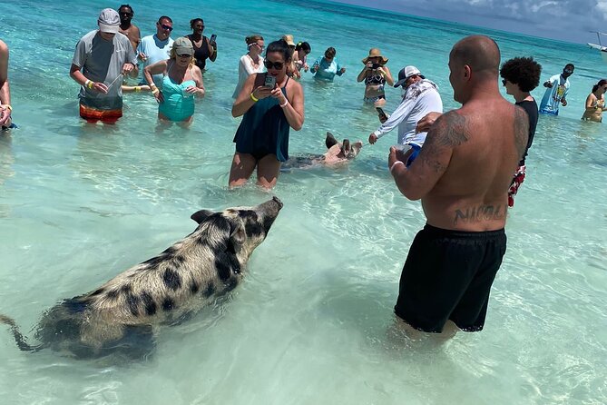 Private Rose Island, Swimming Pigs, Snorkeling and Turtles - Leaving Nassau for Rose Island