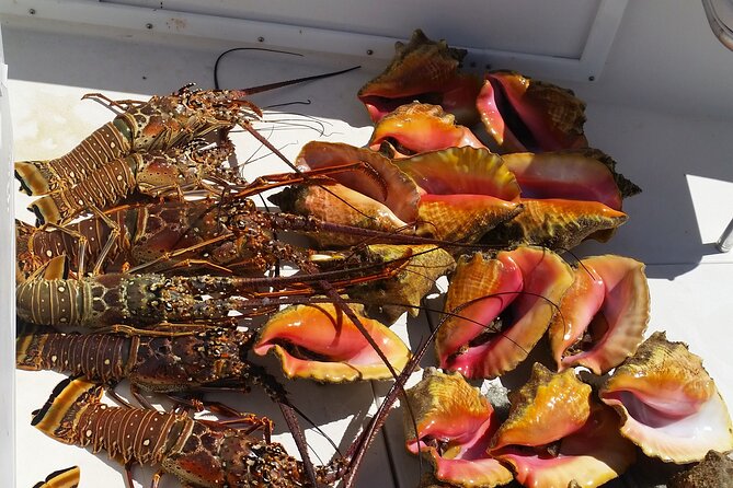 Private Snorkeling And Fishing Activity - Why this private Nassau outing feels different