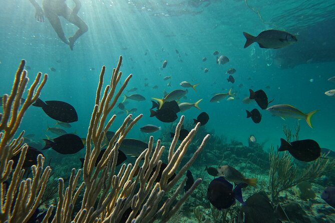 Private Snorkeling or Fishing Charter in Nassau - 38ft Free Time - Fishing with Captain D, Tyson, Dee, and the crew