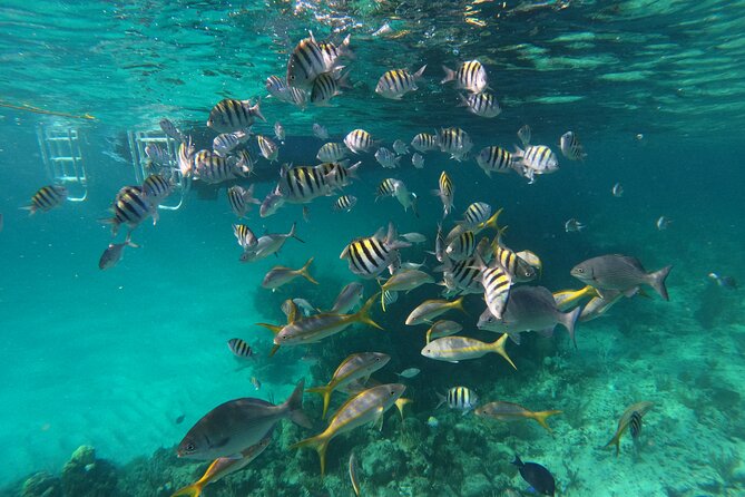 Private Speed Boat for Snorkeling or Fishing in Nassau - 34ft - Snorkeling reefs, colorful fish, and clear island water