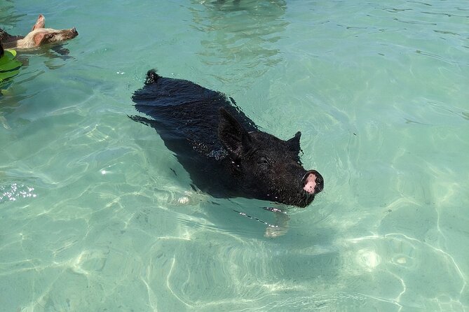 Private Swim With Pigs and Snorkeling in Paradise Tour - Paradise Island, pigs, reefs, and turtles in one morning