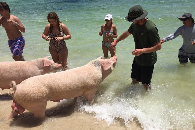 Private Swim With Pigs and Snorkeling in Paradise Tour - How the private format affects the value