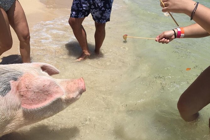 Private Swim With Pigs and Snorkeling in Paradise Tour - Who will enjoy this four-hour boat trip