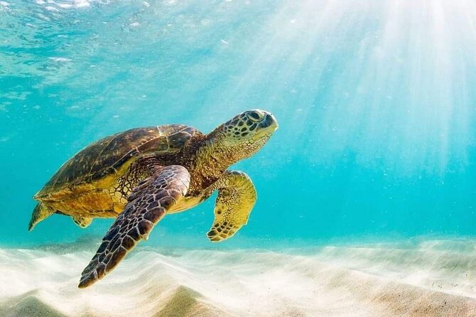 Rose Island 3 Island Luxury Private Tour(8hrs) - Snacks, drinks, lunch, and what to bring