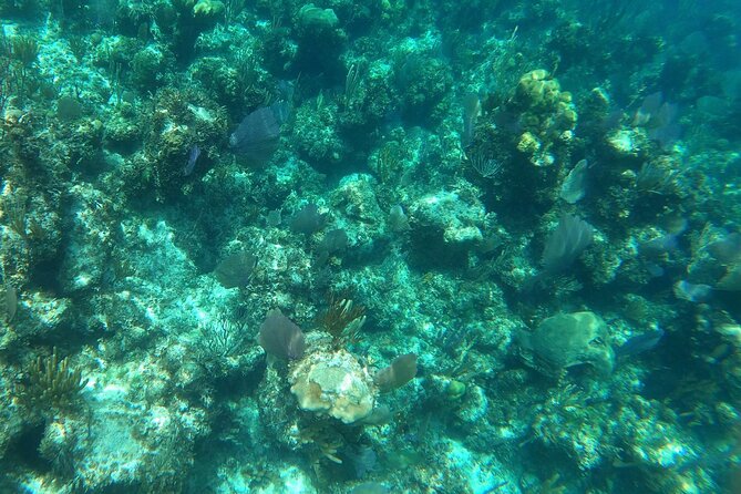 Rose Island Adventure: Turtle, Swim and Snorkel - From Nassau to the snorkeling grounds