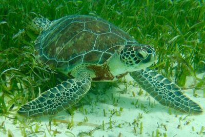 Rose Island Half-Day Snorkeling Cruise