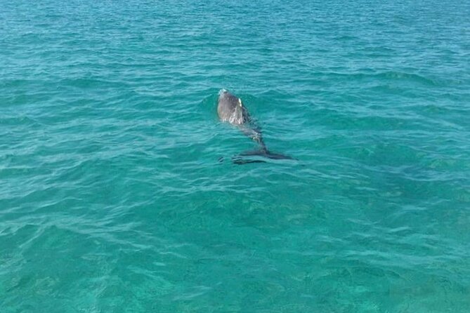 Rose Island Half-Day Snorkeling Cruise - Rose Island Beach and the quieter side of the Bahamas