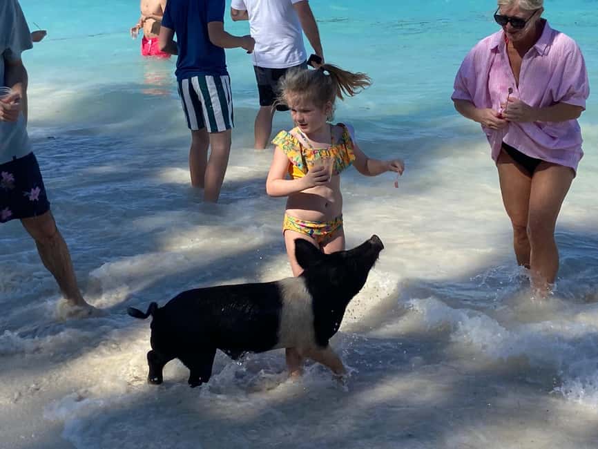Rose Island: Pig Beach, Snorkeling, Sea Turtles, Beach - Timing, weather, and the practical details