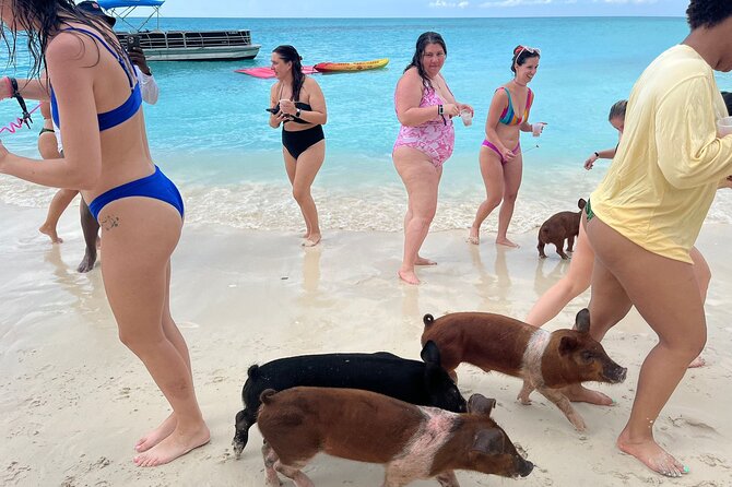 Rose Island Private Beach: Swimming with the Pigs - What swimming with the pigs actually means