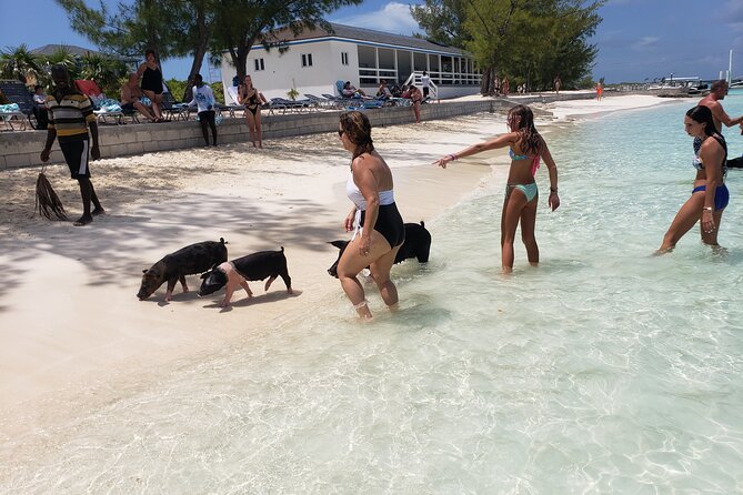 Rose Island: Private Snorkeling, Fishing, and Swimming with Pigs - Key points at a glance