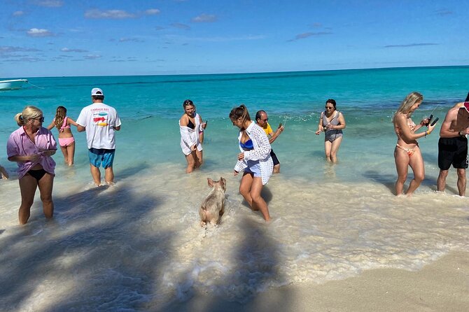 Rose Island Swimming Pigs - A four-hour escape from Nassau