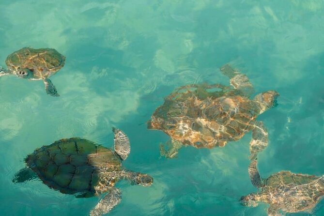 Rose Island Swimming Pigs - Passing Gilligan’s Island