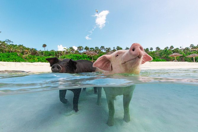 Sandy Toes The Original Rose Island and Swimming Pigs Tour - Rose Island, pigs, and a proper beach day