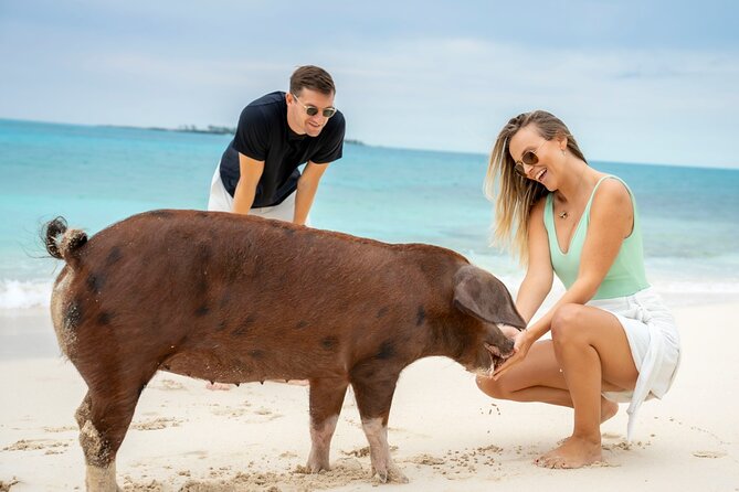 Sandy Toes The Original Rose Island and Swimming Pigs Tour - Meeting the pigs and other rescued animals