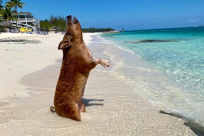 A pig swimming out from a pink sand beach in the Bahamas